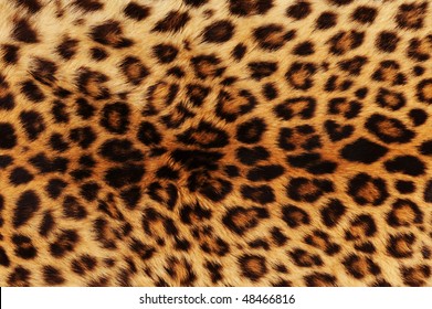 Real Leopard Skin
