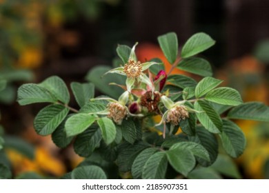 Real Life Moment Of Faded Rosehip In Clear Autumn Day