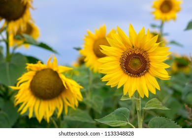 real sunflower images stock photos vectors shutterstock