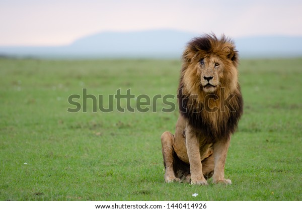 Real Lion King Scar Stock Photo (Edit Now) 1440414926