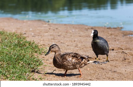 Real Live Ducks In The Wild, Wild Waterfowl Ducks Near Their Habitat, Natural Environment For Wild Bird Life