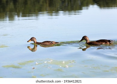 Real Live Ducks In The Wild, Wild Waterfowl Ducks Near Their Habitat, Natural Environment For Wild Bird Life