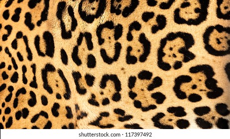 Real Live Jaguar Skin Fur Texture Background Panthera Onca