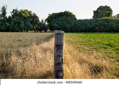 A real live scene of the grass is greener on the other side of the fence. A lovely, rural view of two paddocks or fields in the countryside of New Zealand. Horizontal format with copy space.