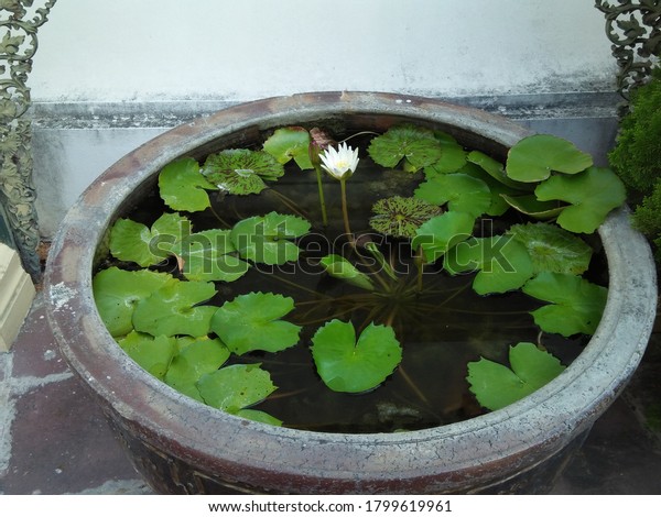 Real Lotus Flower Tree Jar Water Stock Photo 1799619961 | Shutterstock