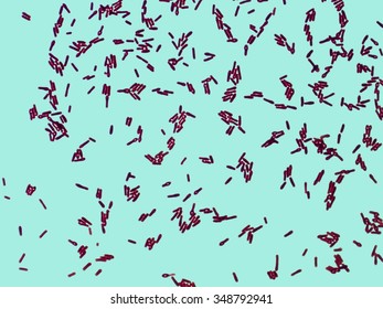 Real Microorganisms Bacillus Spores Under Microscope Stock Photo ...