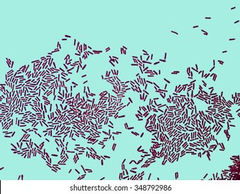 Real Microphotography   Of Bacteria Bacillus