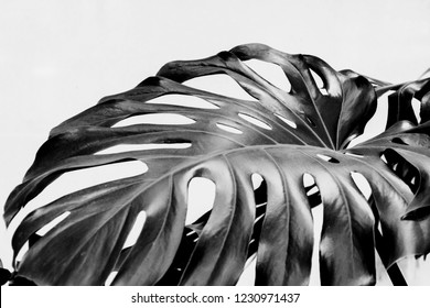 Real monstera leaves decorating for composition design.Tropical,botanical nature concepts ideas. Black and white