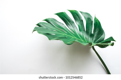 Real Monstera Leaves On White Background.Tropical,botanical Nature Concepts Ideas.flat Lay.top View