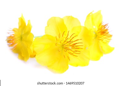 Real ochna integerrima flower for New Lunar Year in Vietnam isolated on white