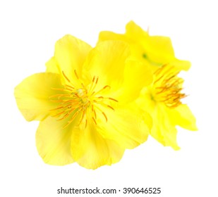 Real ochna integerrima flower for New Lunar Year in Vietnam isolated on white