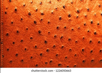 Real Ostrich Leather Pattern Background Texture