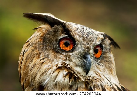 Similar – Foto Bild Blick Vogel Bussard