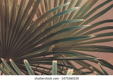 Real Palm Leaves Leaves Decoration Design Stock Photo 1475360150 ...