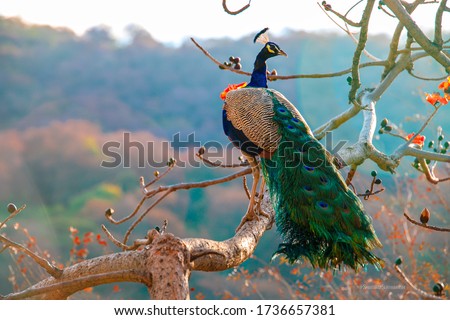 A real peacock sitting on a tree with an open feathers