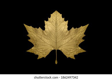 Real Perfectly Symmetrical Gold Maple Leaf On 100% Black Background, No Shadows