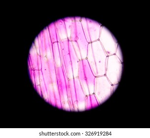 Real Photo Plant Cells Stomapink Plants Stock Photo 326919284 ...