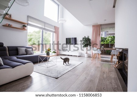 Similar – Image, Stock Photo cat Table Animal Pet Cat 1