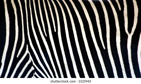 Real Photo Zebras Skin Stock Photo 1525943 | Shutterstock