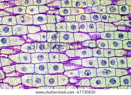 Real photomicrograph of onion (Allium) cellular mitosis. This is a panorama of 4 photos through the microscope at 40x. Photomicroscopy has a very shallow DOF, thus the view at 100% may appear soft.