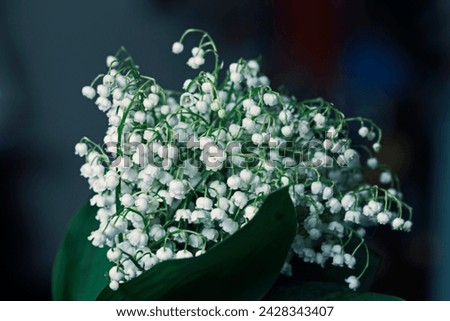 Real pretty bouquet of fresh white lilies of the valley on dark background