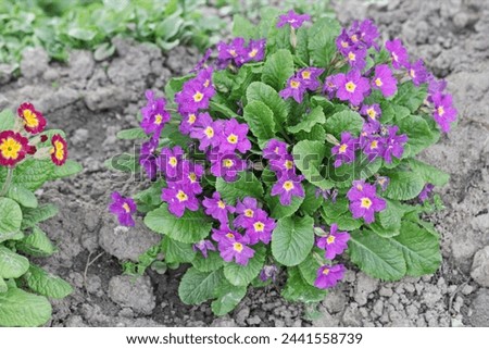 Real pretty bush of blooming purple primrose on spring bare ground