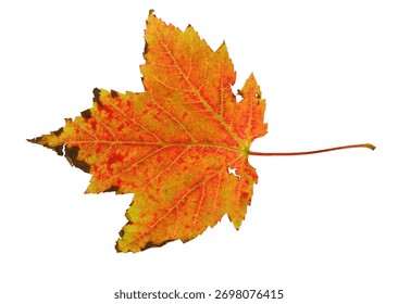 real red maple leaf isolated on white background