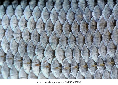 Echte Roach-Fischskalen-Hintergrund