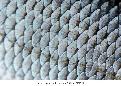 Real Roach Fish Scales Macro Texture