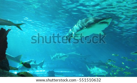 Real shark at The Ripley's Aquarium of Canada