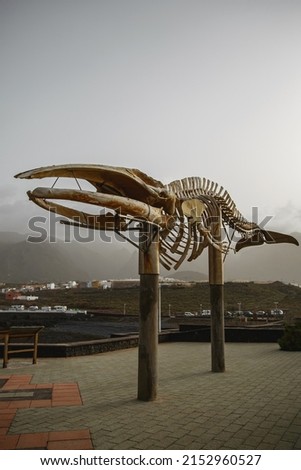 Real skeleton of a large whale. Bone skeleton of a mammal