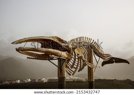 Real skeleton of a large whale. Bone skeleton of a mammal