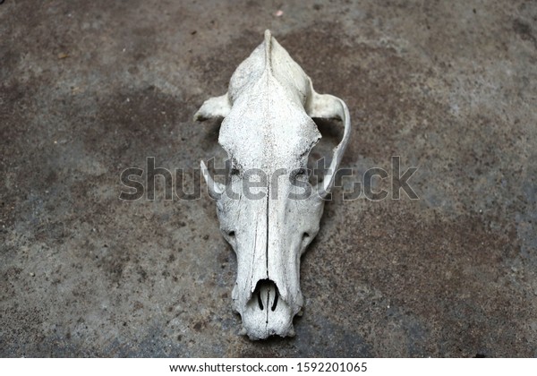 Real Skull Dog Wolf Canid Head Stock Photo Edit Now 1592201065