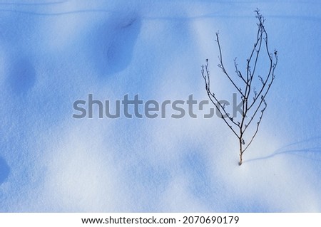 Real snow texture. One withered branch of the plant is sticking out of the snow.