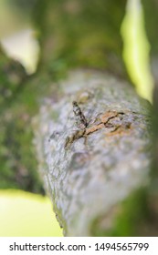 Real spider view in close up for Macro Photography
