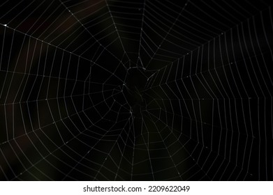 Real spider web isolated on black background close up view - Powered by Shutterstock