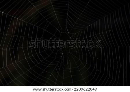 Real spider web isolated on black background close up view