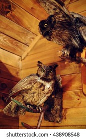 Real Stuffed Owl. Taxidermy.