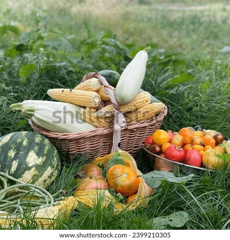 Real summer still life with vegetables somewhere in Ukraine.