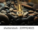 Real Sumo Loach (Schistura balteata) head close up