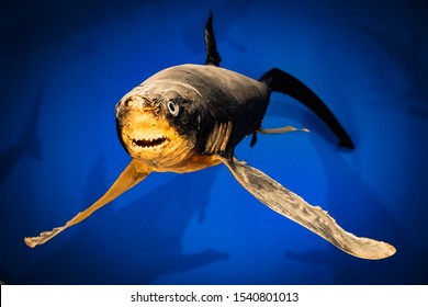 Real Taxidermy Threshing Shark In Front Of The Blue Background. Latin Name Alopias Vulpinus. Dangerous Creatures At Sea.