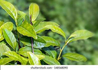 Real Tea Plant -  Camellia Sinensis