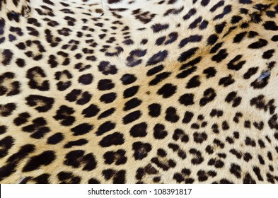 Real tiger fur closeup for background use