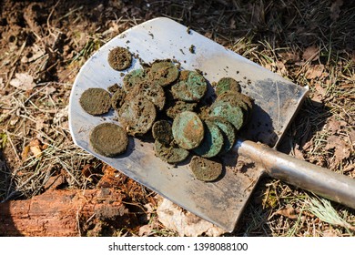 Real treasure with copper coins on a shovel in the forest. Discovery, treasure hunting, digging, metal detection concept.