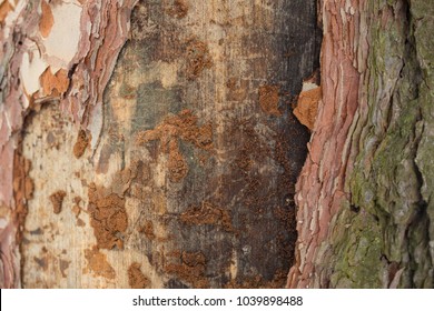 16,208 Mold wood texture Images, Stock Photos & Vectors | Shutterstock