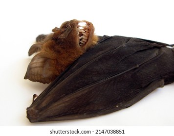 Real Tropical Bat Hipposideros Larvatus Bared Mouth, Fangs. Horror. Taxidermy.