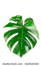 Real Tropical Jungle Monstera Leaves Isolated Stock Photo 1563525433 