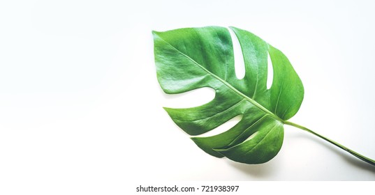 Real Tropical Plants Stock Photos Images Photography Shutterstock