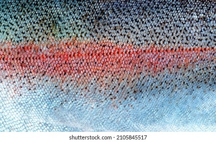 Real Trout Salmon Fish Scales Or Skin Background 