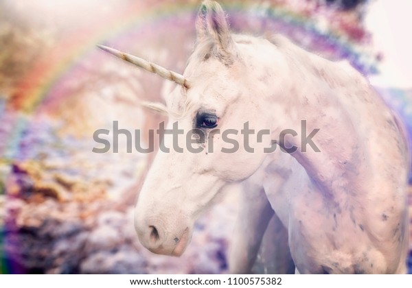 Real Unicorn Rainbow Around Stock Photo Edit Now